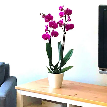 Sopot Apartment *